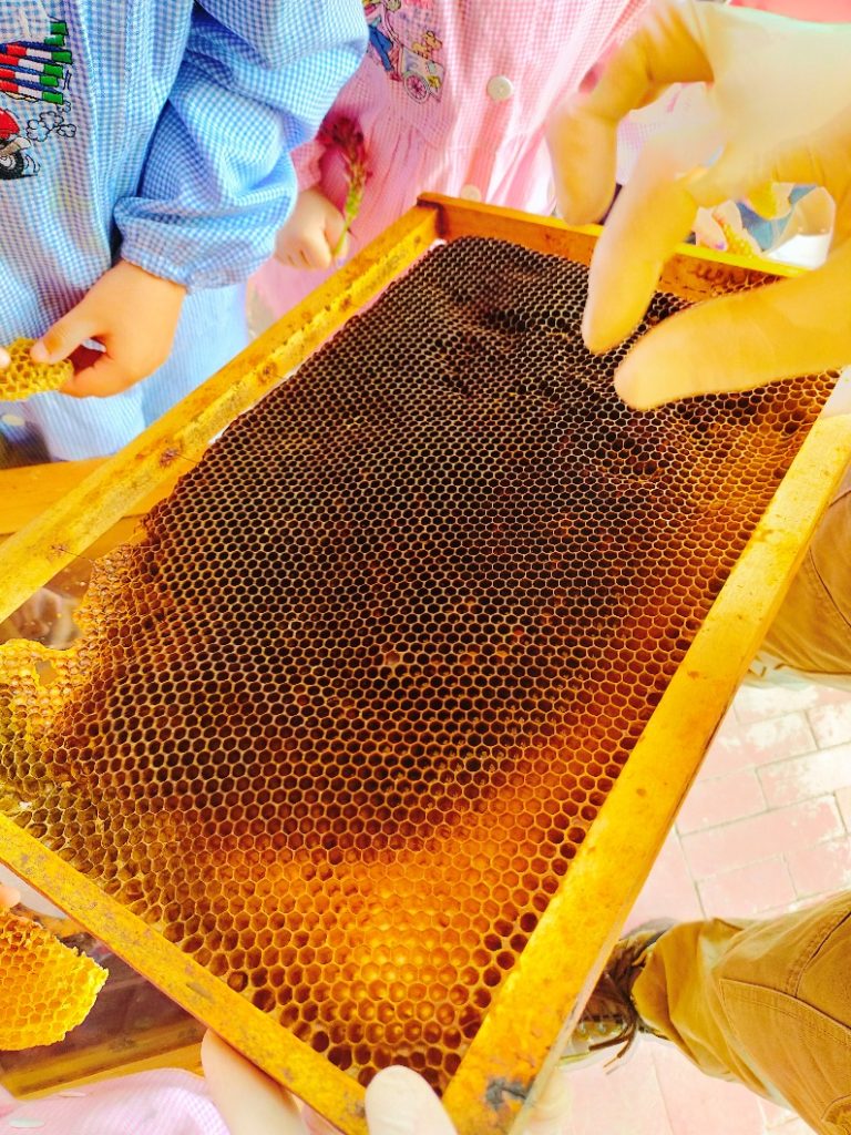 Il laborioso mondo delle api