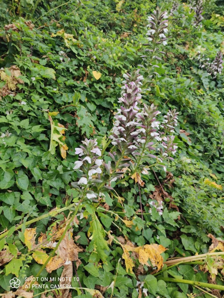 Fiumelato Meccini, fiume Oreto