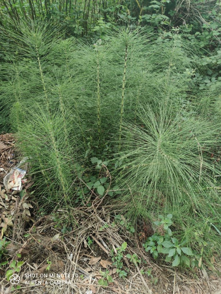 Fiumelato Meccini, fiume Oreto